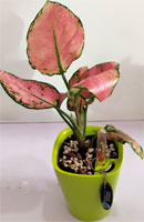 Aglonema Anjamanee Red