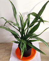 Aglonema Cutglass