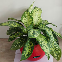 Dieffenbeckia Silver Star