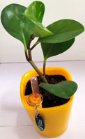 Ficus Green