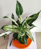 Spathyphyllum Variegated