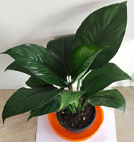 Spathyphyllum Malaysia
