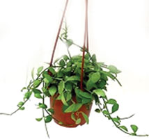Dischidia Green