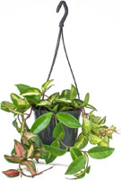 Hoya Carnosa