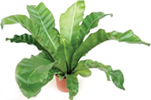 Fern Asplenium Nidus-Avis
