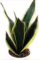 Sansevieria 'Black Jack'