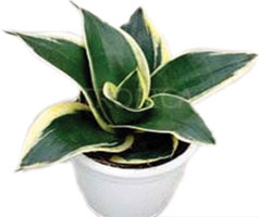 Sansevieria 'Hanhii Jade Marginata'